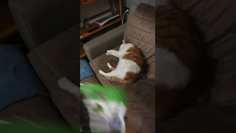 Cat Immediately Wakes Up To Food #shorts