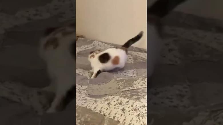 Cat Spins Around Really Fast #shorts