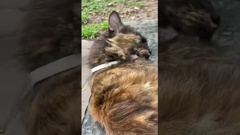 Cat tries to Groom Itself #shorts