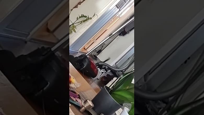 Dog Can’t Get Passed Vacuum #shorts
