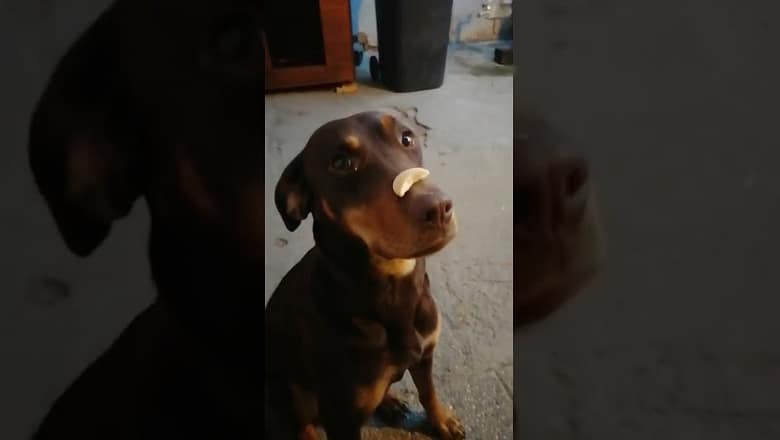 Dog Catches Treat Off Nose #shorts