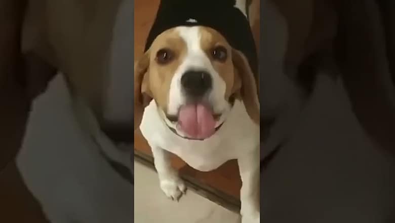 Dog Eats Mashed Potatoes #shorts