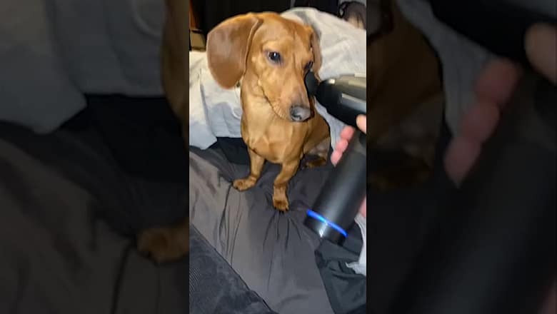 Dog Gets A Massage #shorts
