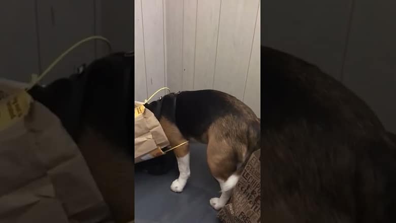 Dog Gets Head Stuck In Bag #shorts