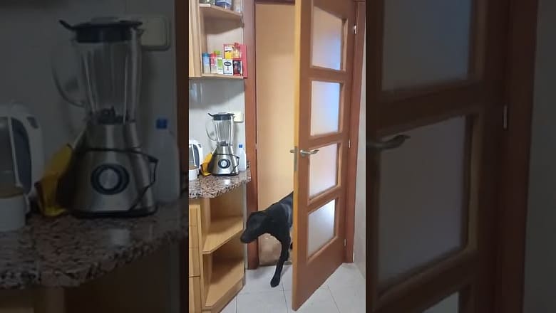 Dog Opens Door #shorts
