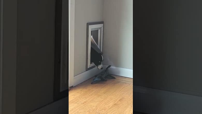 Dog Reaches For Toy Through Dog Door #shorts