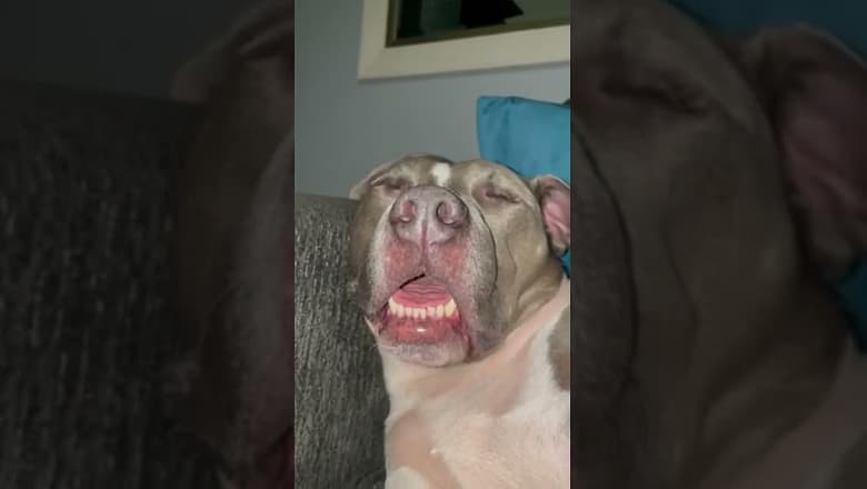 Dog Snores Very Cute #shorts
