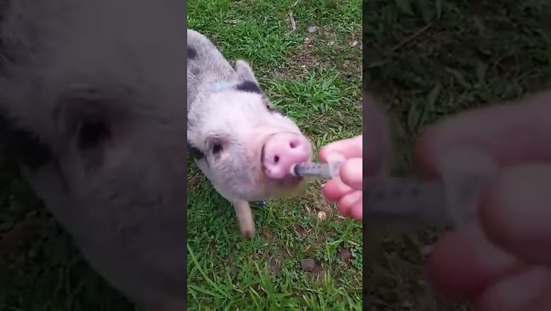Giving Pig Milk Medicine #shorts