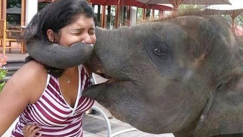JUST LAUGH and FORGET PROBLEMS – Hilarious ANIMALS