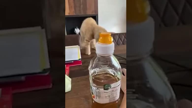 Kitten Falls Off Table #shorts