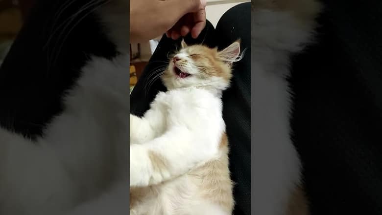 Kitten Is Massaged To Sleep #shorts