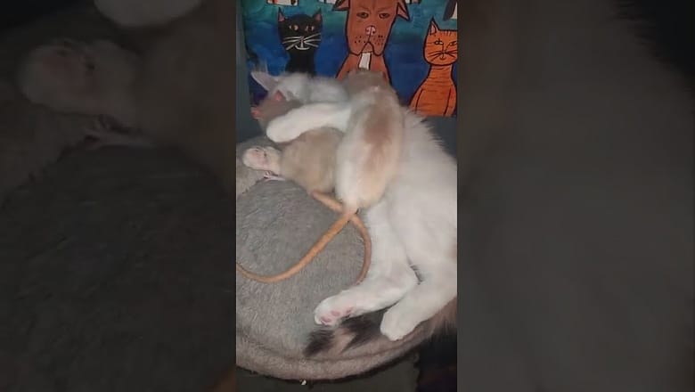 Kitten Plays With Two Rats #shorts