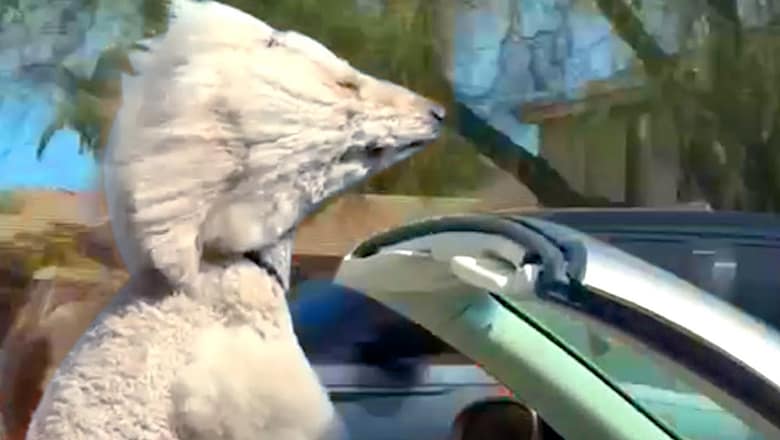 Poodle Sticks Head Out Of Convertible | Funny Pet Videos
