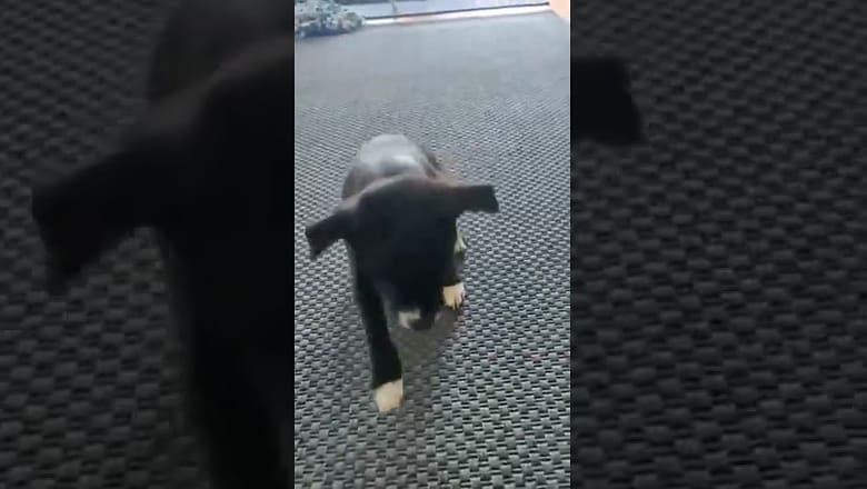 Puppy Does Tricks For Treats #shorts