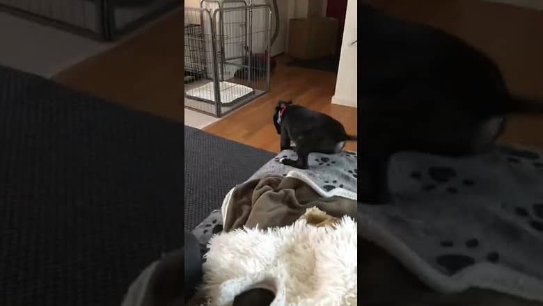 Puppy Jumps Off Couch #shorts