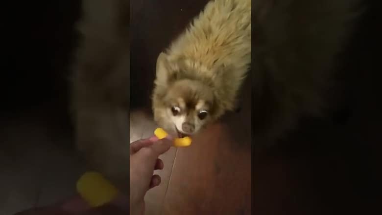 Puppy Steals Cheeto #shorts