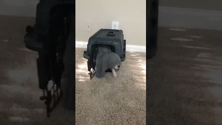 Puppy Struggles Out Of Kennel #shorts
