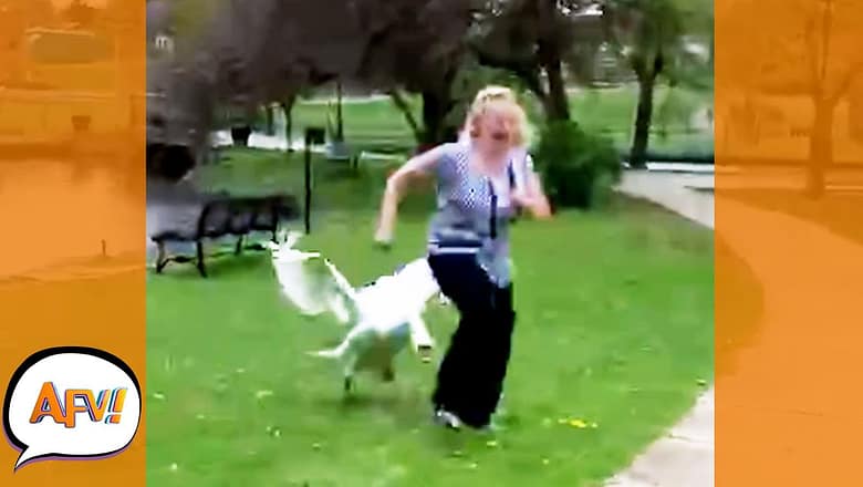 Reasons to NEVER Mess with Swans Again! ?? | Best Funny Nature Fails | AFV 2022