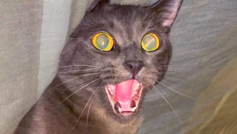 This Cat LOVES Belly Rubs | Funny Pet Videos