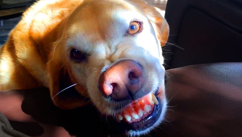 This Is How This Dog Smiles | Funny Pet Videos