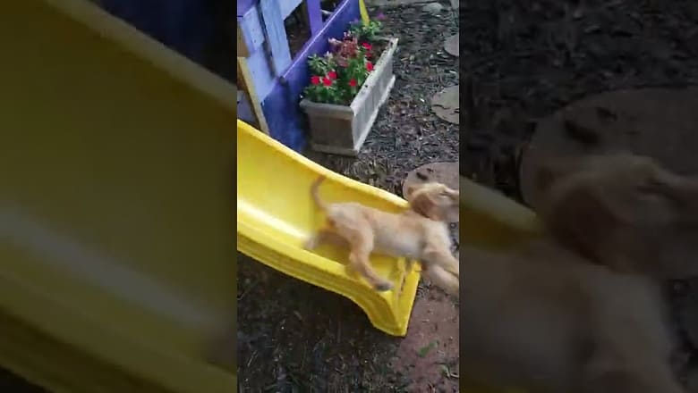 Two Golden Retrievers Go On Slide #shorts