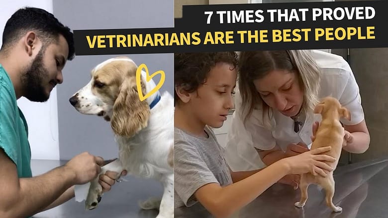 Veterinarians Working With The Feistiest Pets