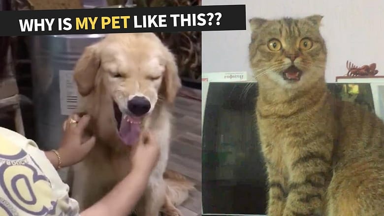 Why Is My Pet Like This? Compilation for Pet Owners