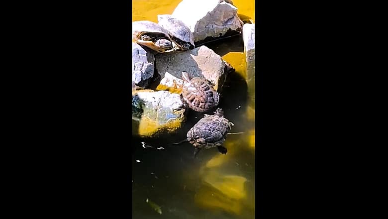 Aren’t these turtles truly inspiring! ?? #Turtles #Inspiration #Life #Journey #TiH #ThisIsHappening