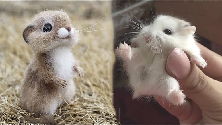 AWW SO CUTE! Cutest baby animals Videos Compilation Cute moment of the Animals – Cutest Animals #60