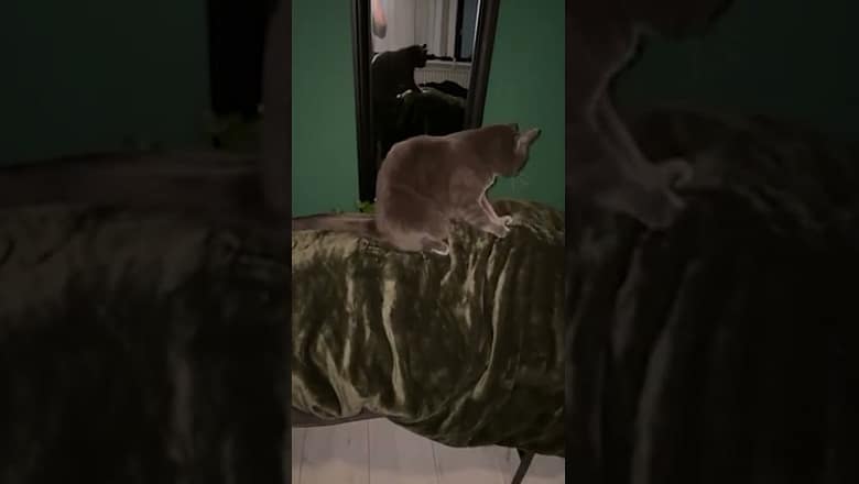 Cat Massages Butt #shorts