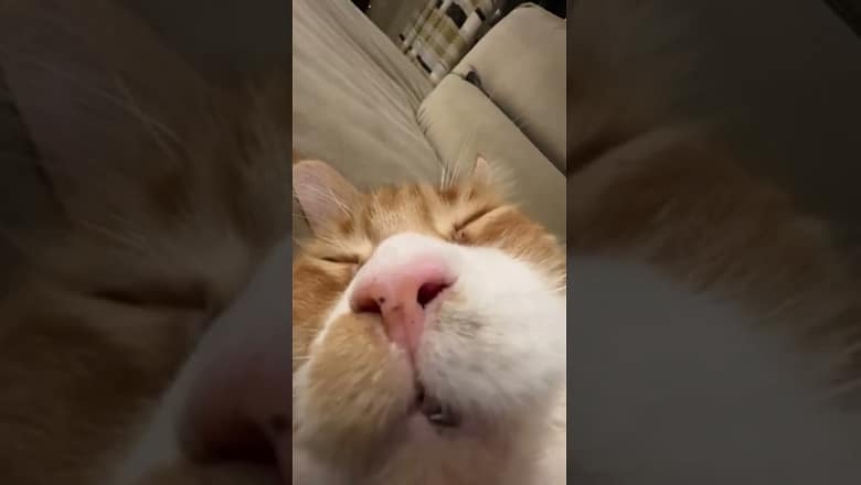 Cat Purrs While Sleeping #shorts