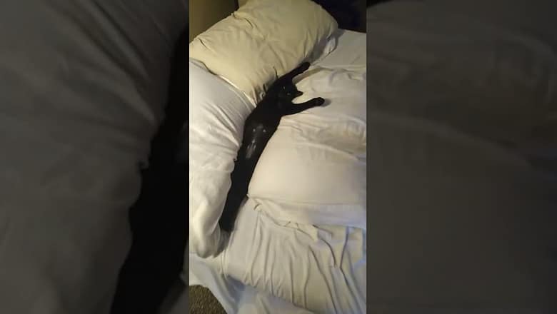 Cat Sleeps In-between Pillows #shorts