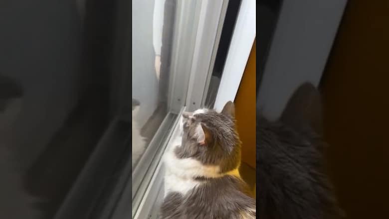 Cat Stares At Squirrel #shorts