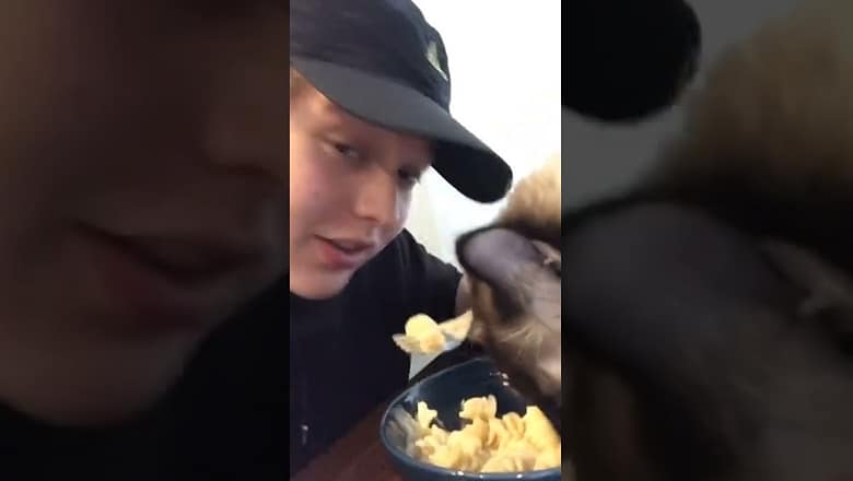 Cat Steals Mac and Cheese #shorts