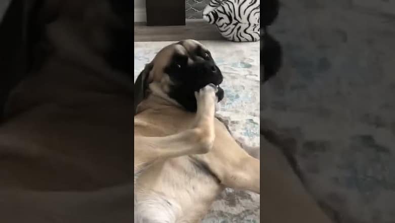 Dog Eats His Own Foot #shorts