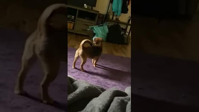 Dog Gets Cup Stuck In Mouth #shorts
