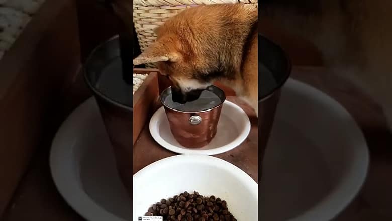 Dog Licks Ice bucket #shorts