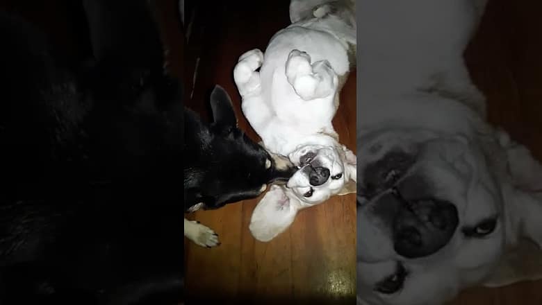 Dog Licks Inside Dogs Mouth #shorts