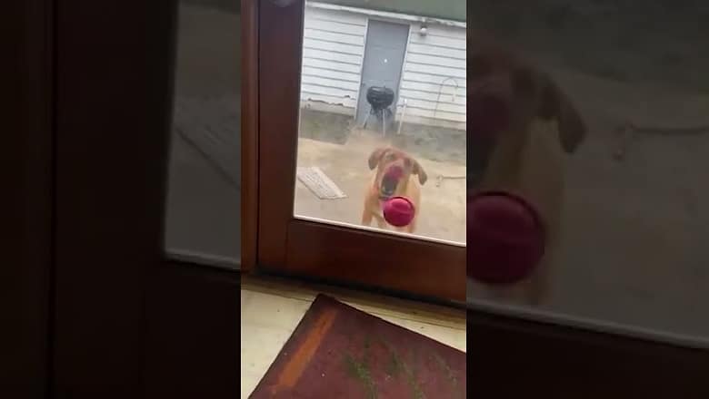 Dog Playing Ball Through Window #shorts