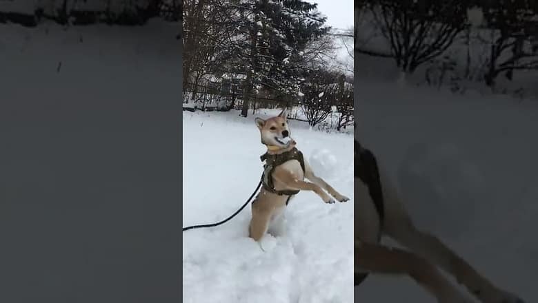 Dog Plays With Snow #shorts