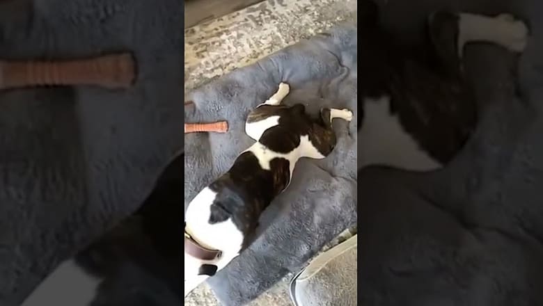 Dog Wags His Silly Tail #shorts