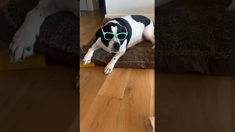 Dog With Shades Stays Cool #shorts