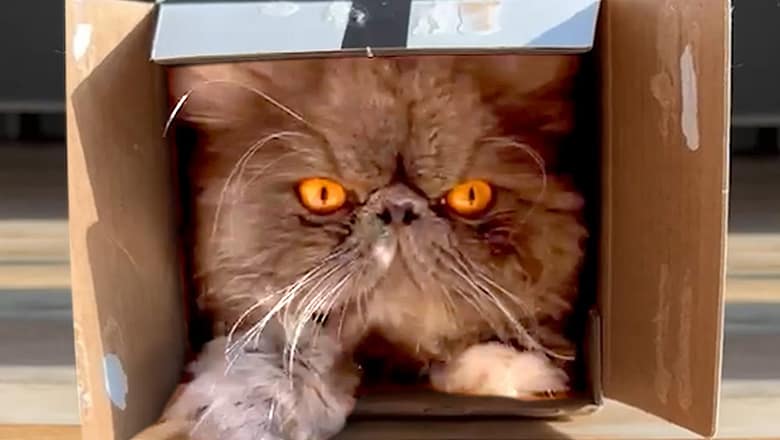 Even Angry Cats Love Small Boxes | Funny Pet Videos