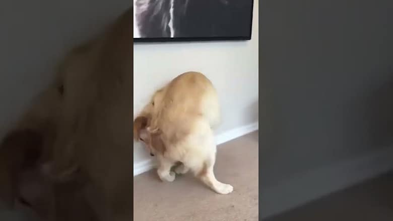 Golden Retriever Falls Chasing Tail #shorts
