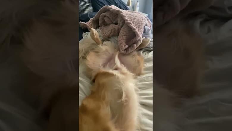 Golden Retriever Sleeps Funny #shorts