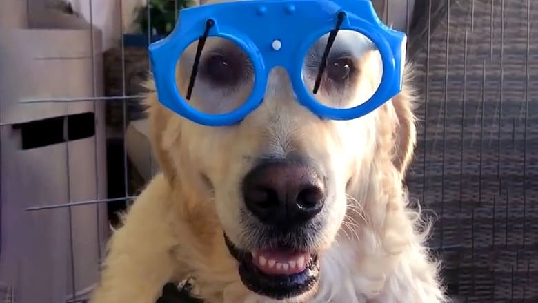 Golden Retriever Wears Wiper Glasses | Funny Pet Videos