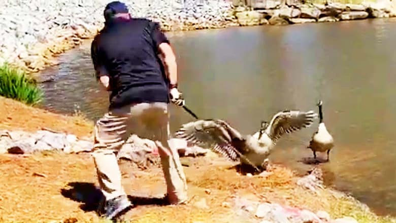 Golfer Angers Geese | Viral Videos Of The Week