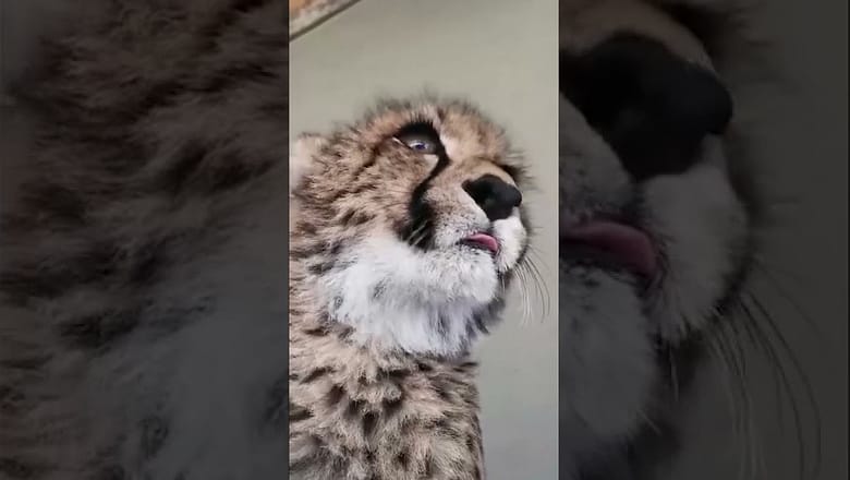 Leopard Caught Purring #shorts