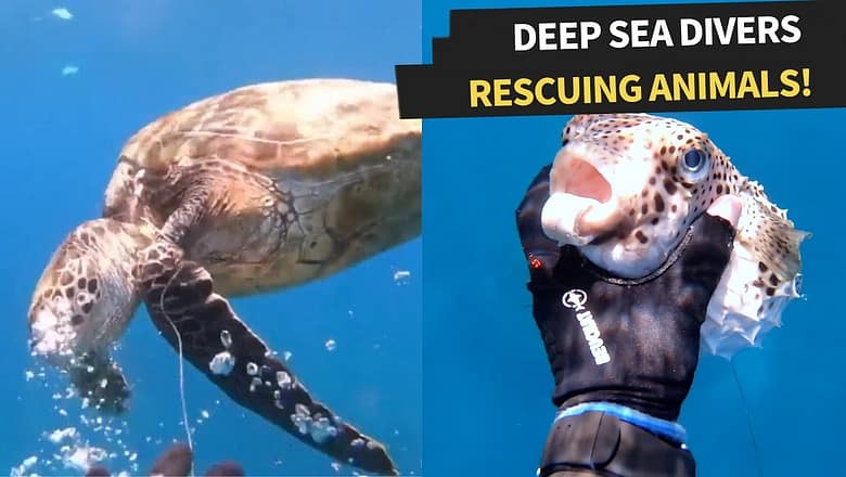 People rescuing animals in the ocean! | Amazing Deep Sea Rescues