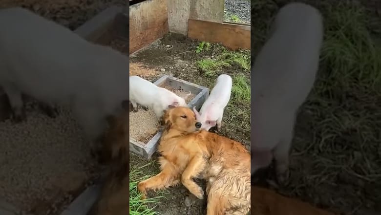 Pigs Lick Golden Retriever #shorts